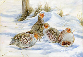 grey partridges in the snow 2